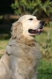 GOLDEN RETRIEVER 1122